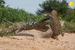 عکس / جدال تماشایی دو جگوار