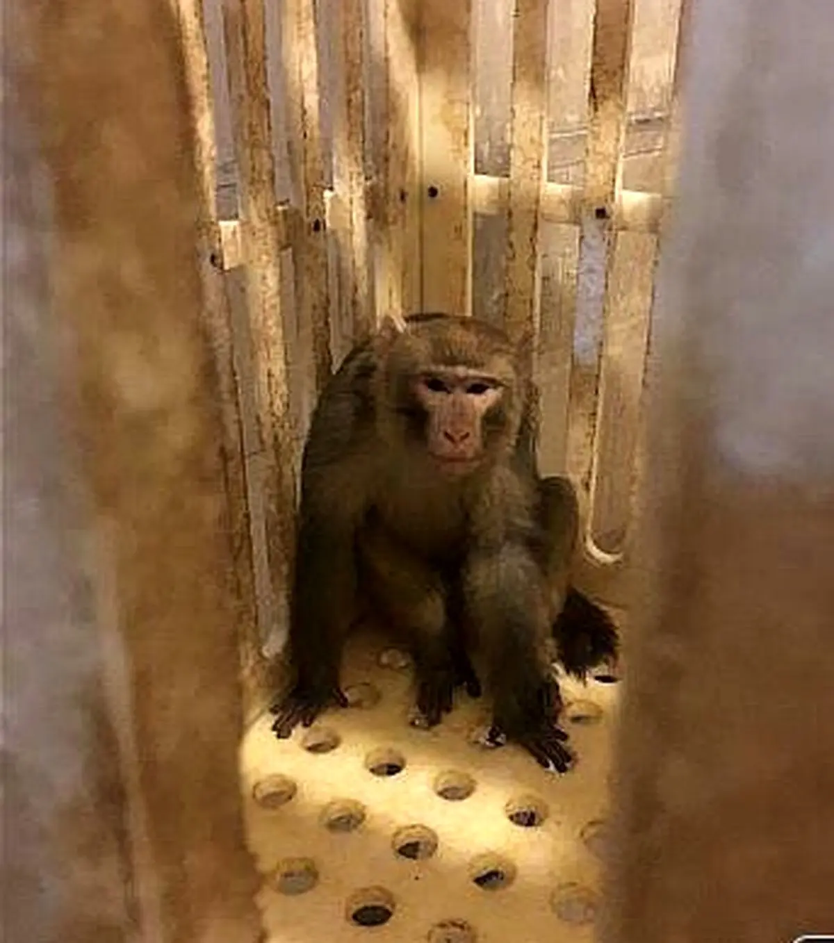 به دام انداختن میمون متواری در تهران/عکس