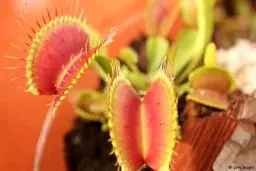 گیاهان گوشت‌خوار چگونه شکار می‌کنند؟/تصاویر