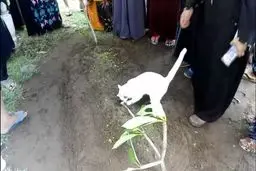 گربه ای که صاحب خود را تا خانه قبر بدرقه کرد+ تصاویر