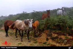 عکس/ طبیعت روستای جواهرده رامسر