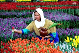 عکس/ روز ملی لاله‌ها در هلند