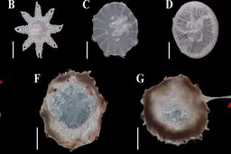 کشف پدیده شگفت‌انگیز عروس دریایی بنجامین باتن+عکس