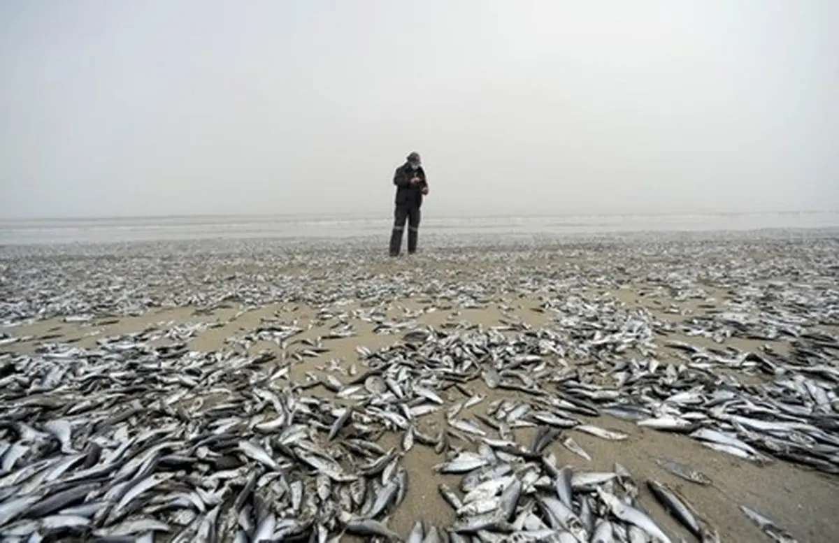 عکس دل خراش از تلف شدن ده‌ها هزار ماهی در ساحل شیلی