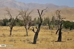 باغات خشک شده در اطراف دریاچه ارومیه/تصاویر