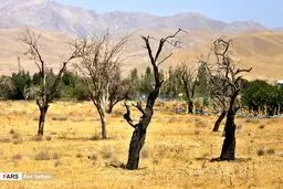 باغات خشک شده در اطراف دریاچه ارومیه/تصاویر