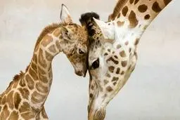 حیوانات اینگونه به فرزندانشان محبت می‌کنند/ تصاویر