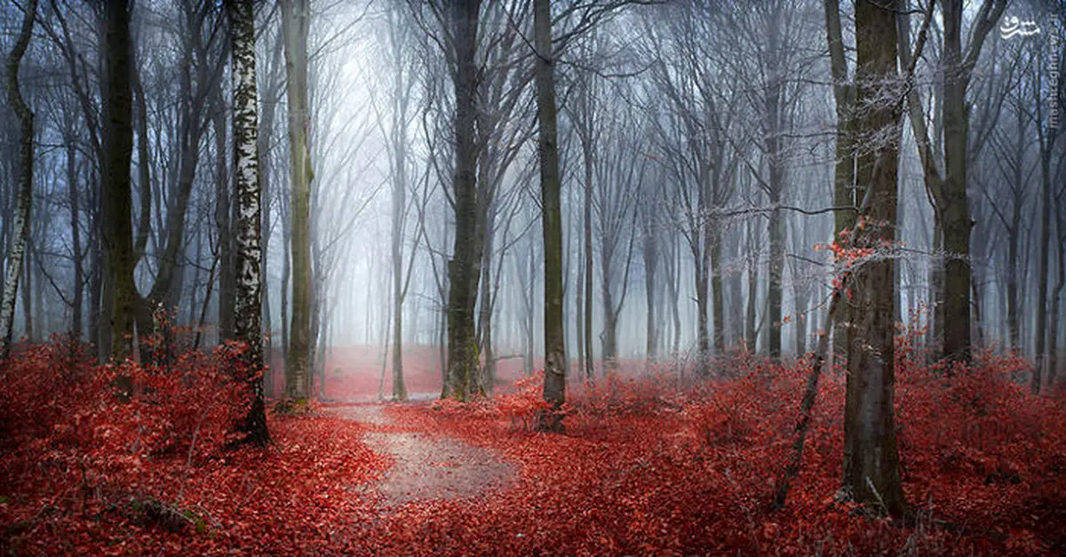 عکس/ تصاویر جادویی از جنگل