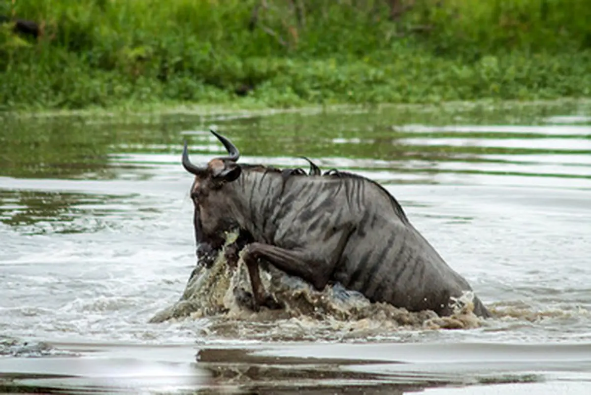 نزاع اسب آبی و کروکودیل بر سر گاومیش/ تصاویر