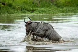 نزاع اسب آبی و کروکودیل بر سر گاومیش/ تصاویر