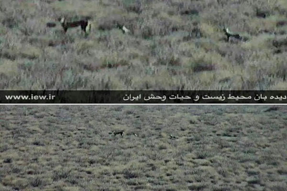 مشاهده یک ماده یوزپلنگ و سه توله در شاهرود+ تصاویر