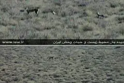 مشاهده یک ماده یوزپلنگ و سه توله در شاهرود+ تصاویر