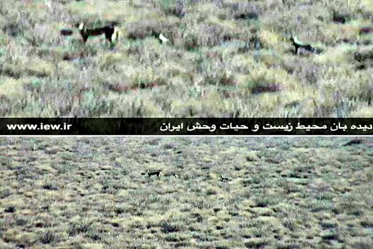 مشاهده یک ماده یوزپلنگ و سه توله در شاهرود+ تصاویر