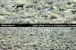 مشاهده یک ماده یوزپلنگ و سه توله در شاهرود+ تصاویر