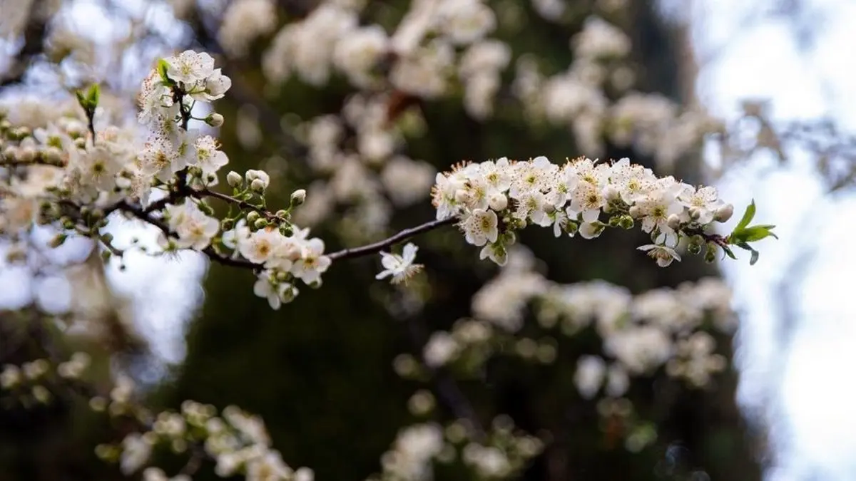 تصاویر زیبا از شکوفه‌های بهاری در تهران