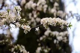 تصاویر زیبا از شکوفه‌های بهاری در تهران