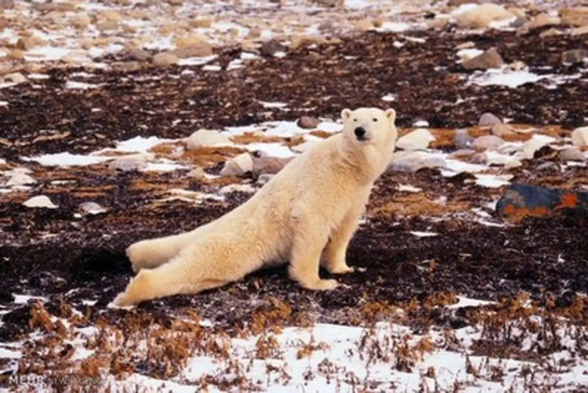 یوگای حیوانات در حیات وحش!/تصاویر