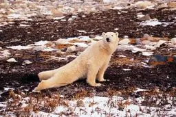 یوگای حیوانات در حیات وحش!/تصاویر