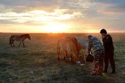 تصویری متفاوت از پوتین در یک مزرعه پرورش اسب