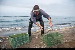 تصاویری از صید پره در میانکاله بهشهر