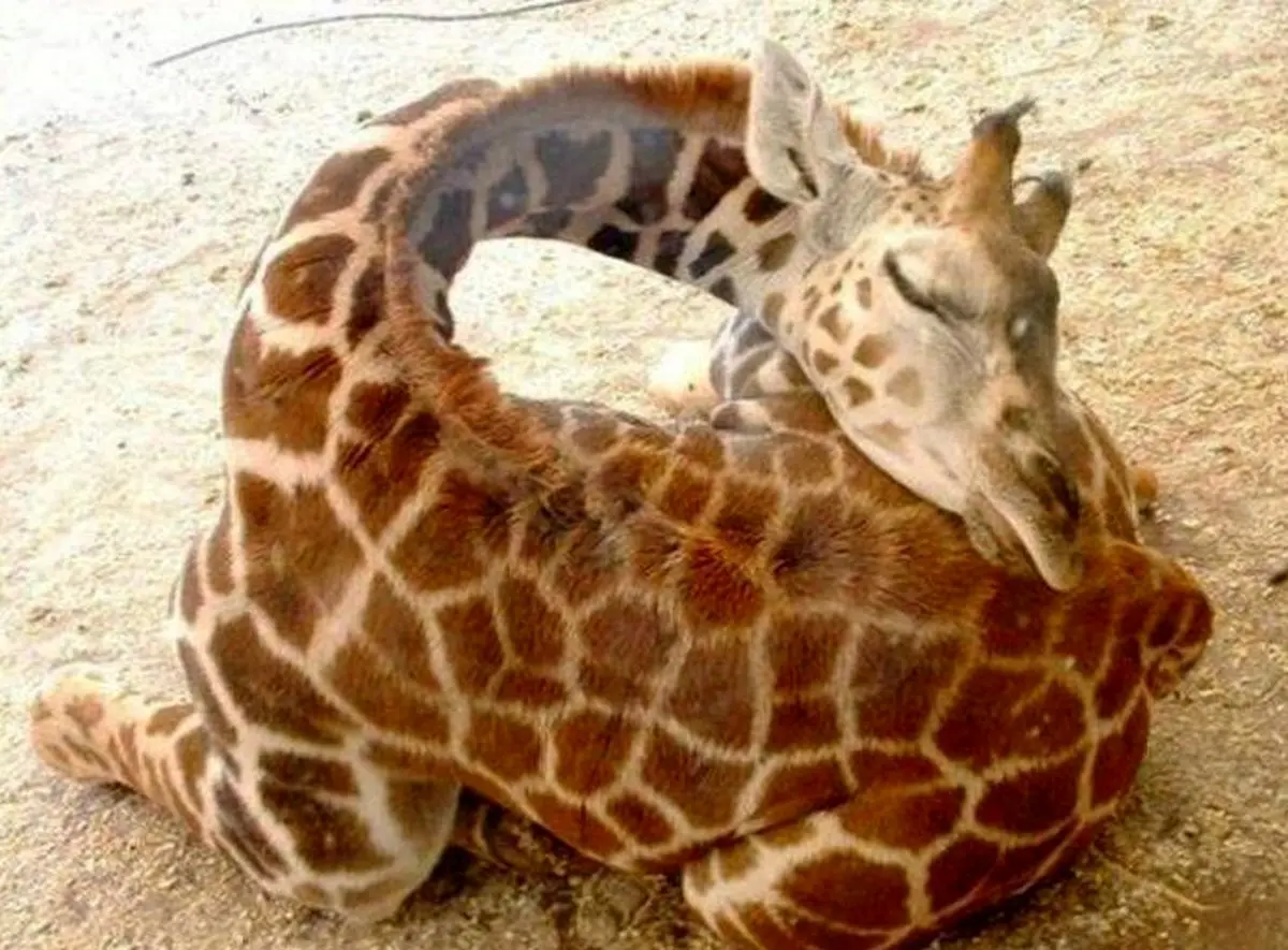تصاویری از ژست جالب زرافه هنگام خواب