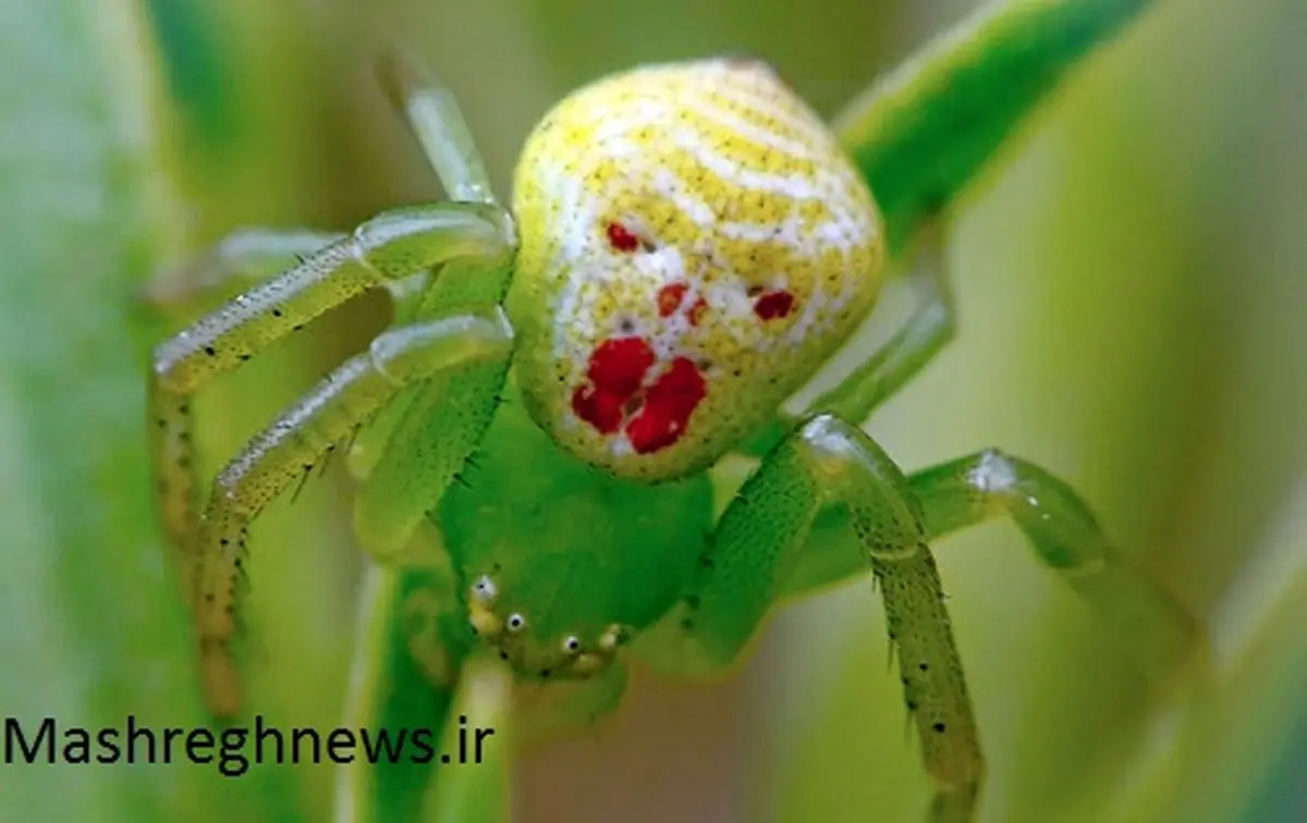 کشف عنکبوت دلقکی +عکس