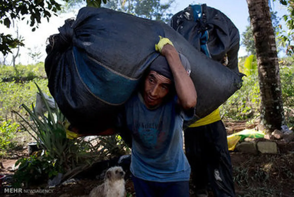 برداشت گیاه کوکائین در پرو/تصاویر