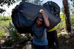 برداشت گیاه کوکائین در پرو/تصاویر