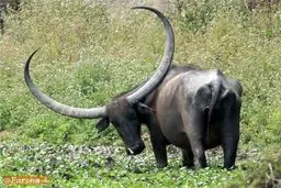 یک بوفالو با شاخ‌های عجیب /عکس