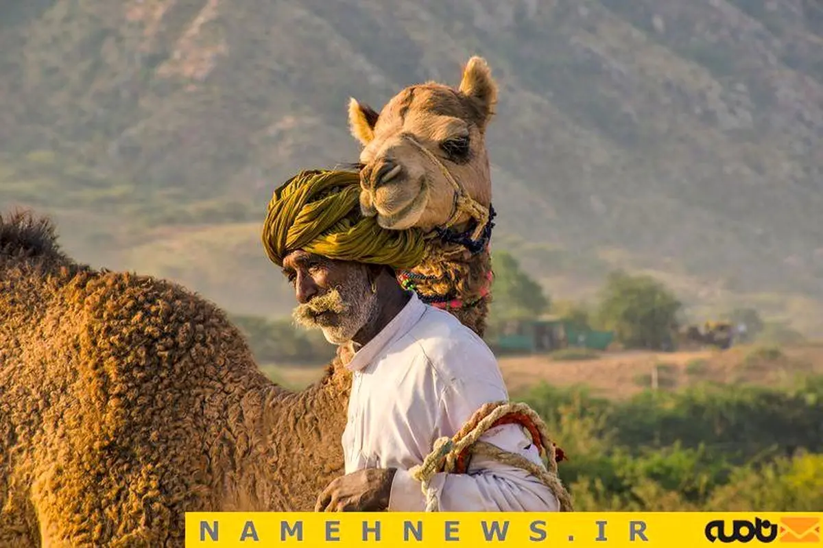 شترهای هندی / عکس