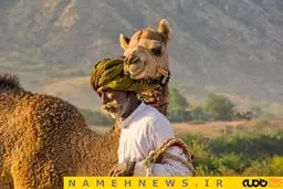 شترهای هندی / عکس