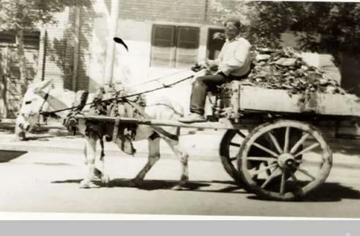 اولین وسیله حمل زباله (+عکس)