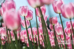 تصاویر: بهار و رویش لاله ها