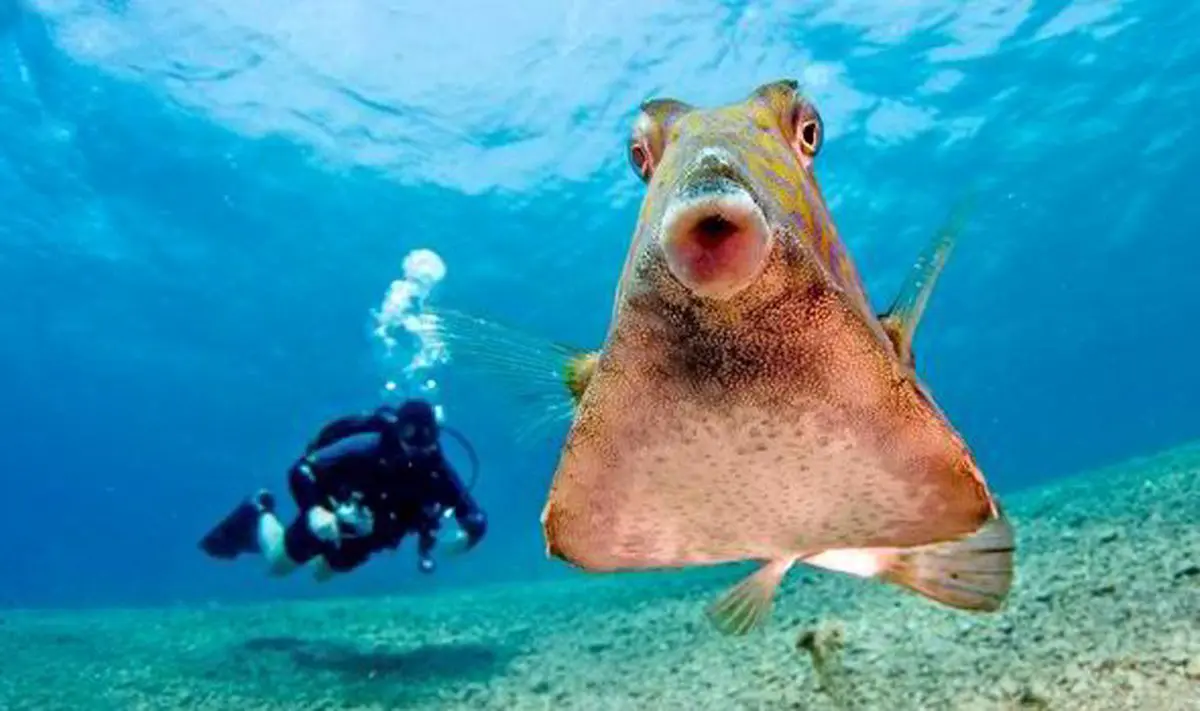 این ماهی، از دوربین غواصان خجالت می‌کشد/ عکس