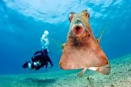 این ماهی، از دوربین غواصان خجالت می‌کشد/ عکس