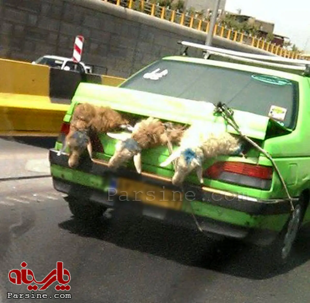 حمل گوسفند با تاکسی