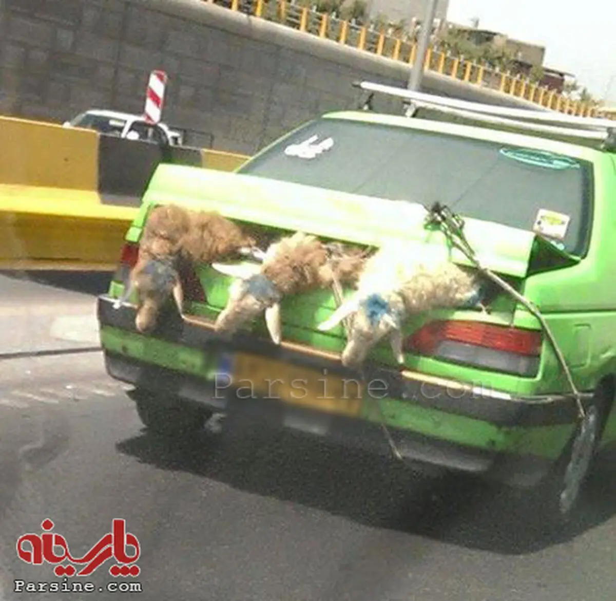 حمل گوسفند با تاکسی