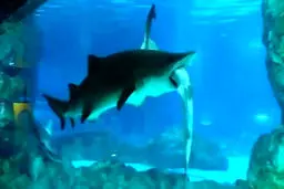 شکارچی که این بار شکار شد +تصاویر