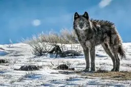 بازگشت گرگ‌ها/ عکس