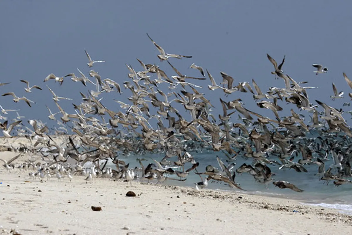 حال و هوای جزیره کیش در آستانه نوروز (عکس)