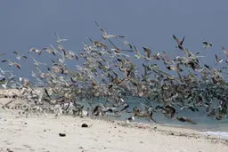 حال و هوای جزیره کیش در آستانه نوروز (عکس)