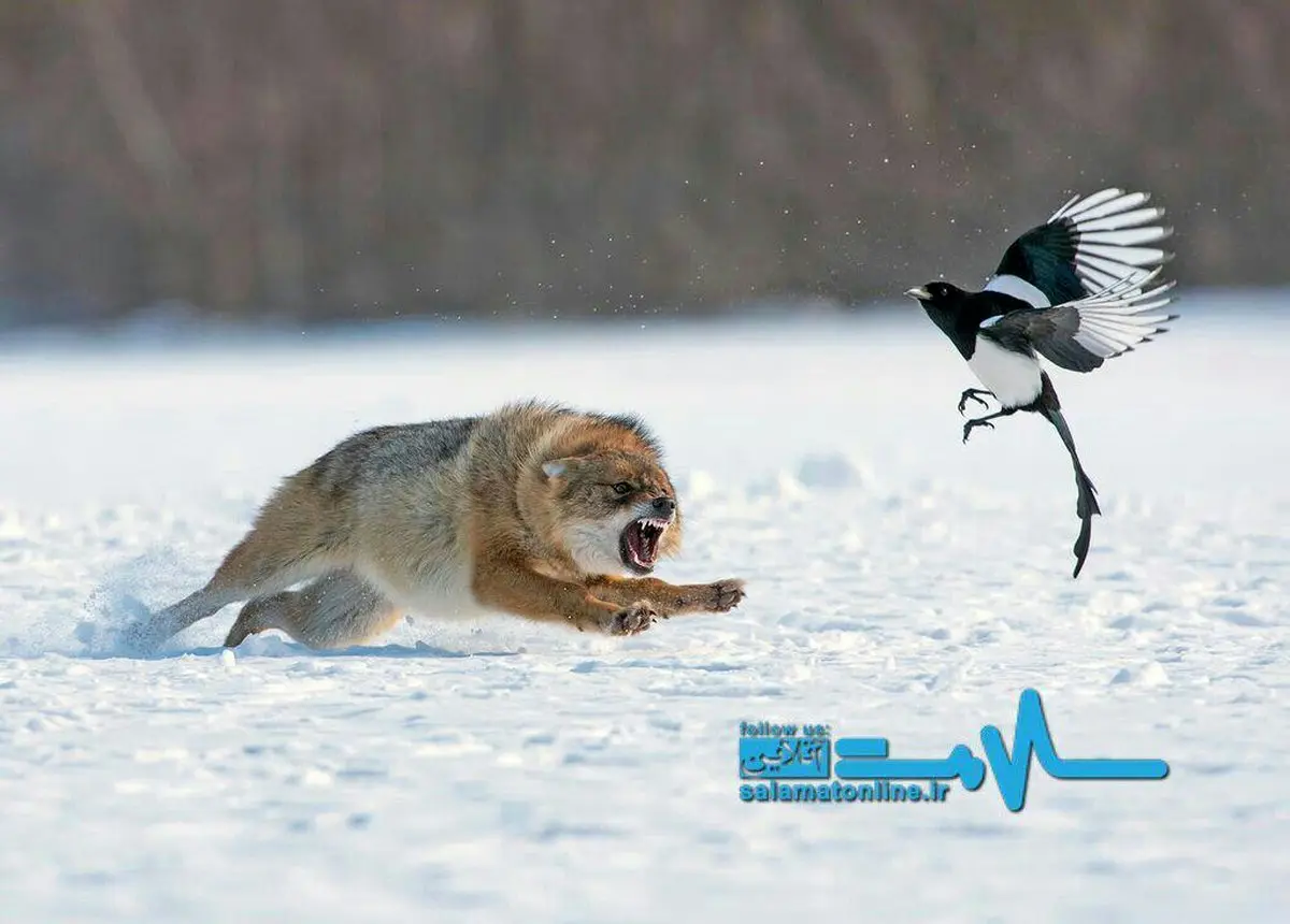 عکس روز نشنال جئوگرافی؛ شغال عصبانی