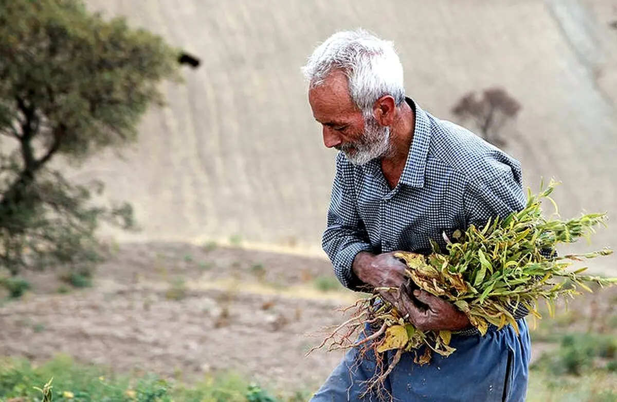 برداشت "کنجد" را دیده اید؟ / تصاویر