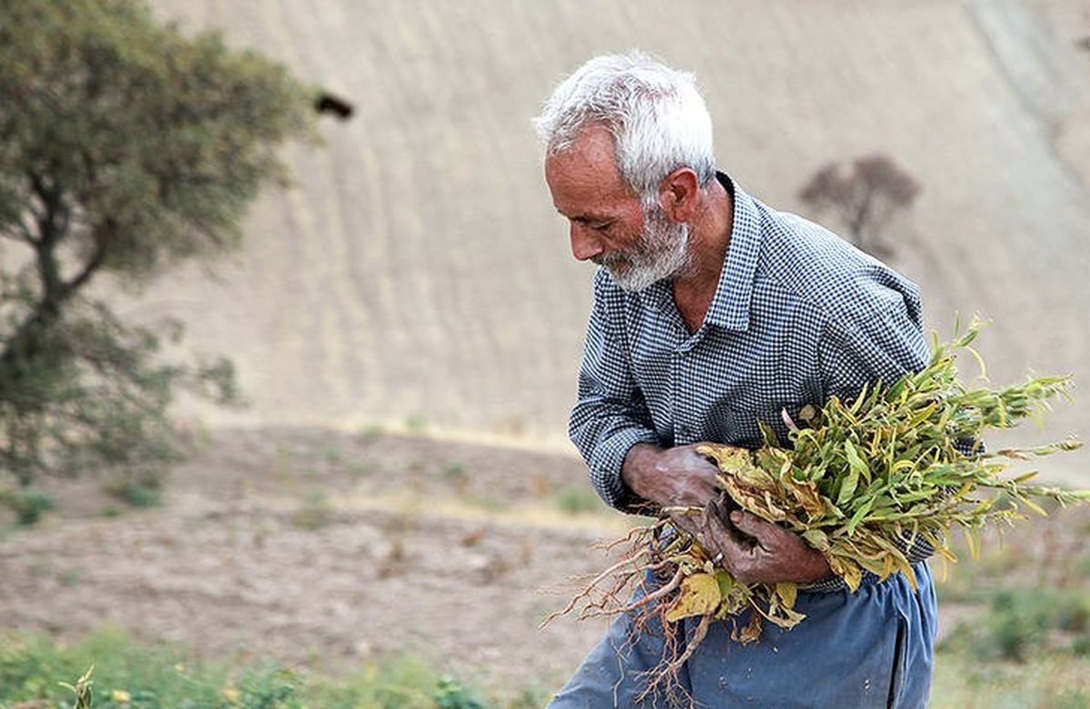 برداشت "کنجد" را دیده اید؟ / تصاویر