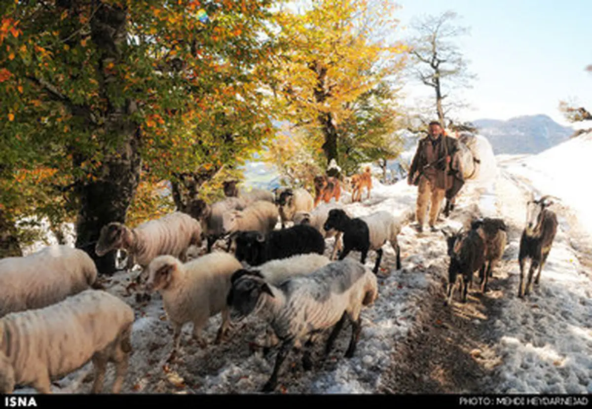 طبیعت پاییزی و زیبای  ارتفاعات تالش /تصاویر