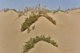 تصاویری از سیستان بعد از طوفان