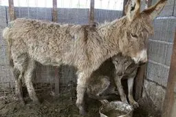 عکس/ عکسی جالب از همزیستی گرگ و الاغ