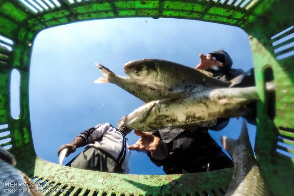 تصاویری دیدنی از صید ماهی در دریای خزر