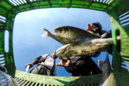 تصاویری دیدنی از صید ماهی در دریای خزر