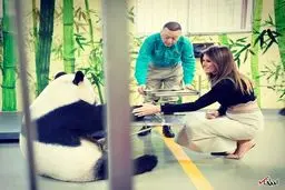 تصاویری جالب از ملاقات همسر ترامپ با پاندای غول پیکر